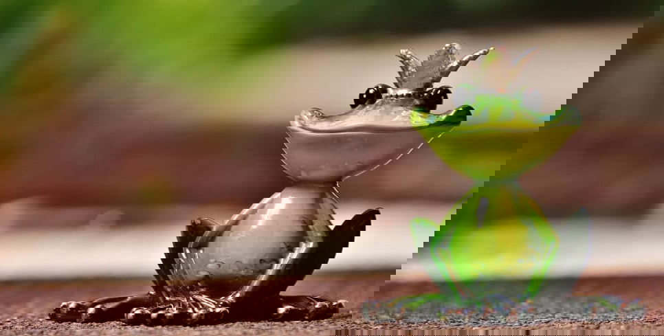 Little Green Tree Frog